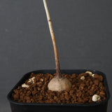 エレファントリザ・プラエテルミサ (実生) 11