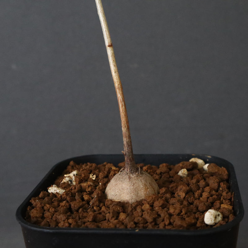 エレファントリザ・プラエテルミサ (実生) 11