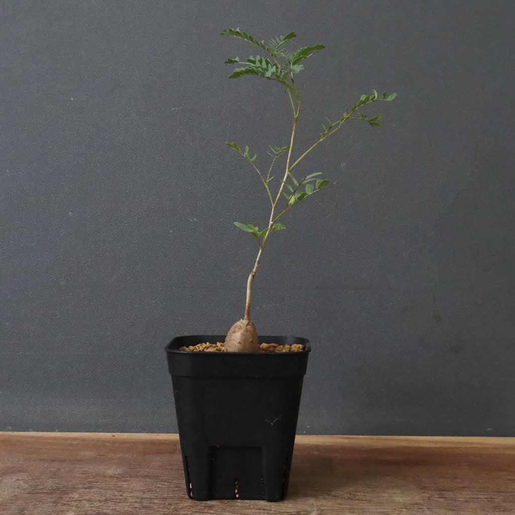 エレファントリザ・プラエテルミサ (実生) 16 – TaiShoDo ONLINE SHOP