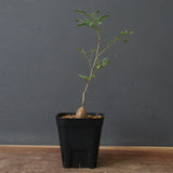 エレファントリザ・プラエテルミサ (実生) 16