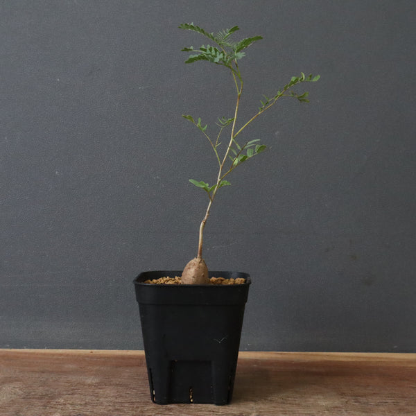 エレファントリザ・プラエテルミサ (実生) 16