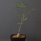 エレファントリザ・プラエテルミサ (実生) 16