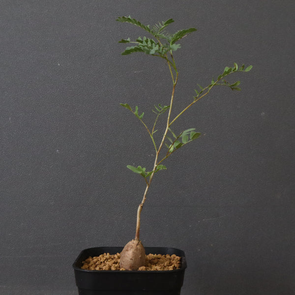 エレファントリザ・プラエテルミサ (実生) 16