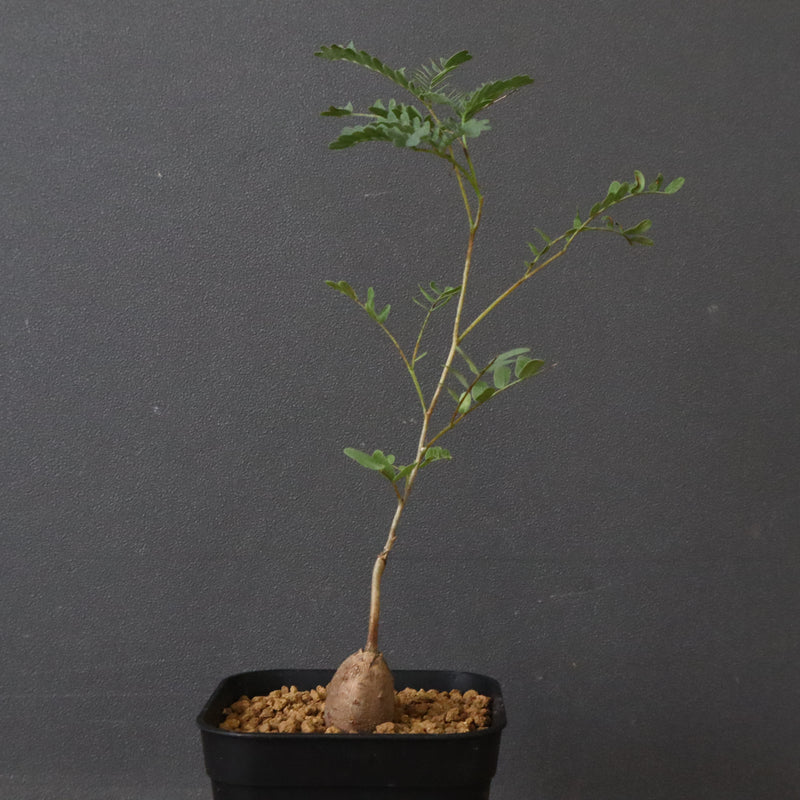 エレファントリザ・プラエテルミサ (実生) 16