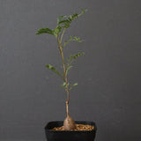 エレファントリザ・プラエテルミサ (実生) 16