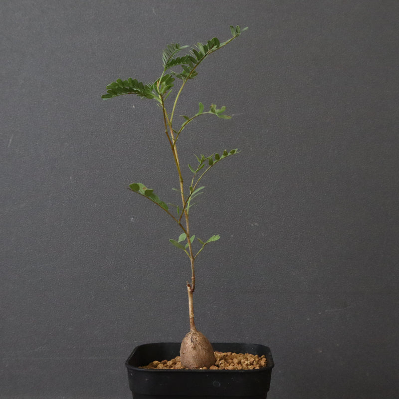 エレファントリザ・プラエテルミサ (実生) 16