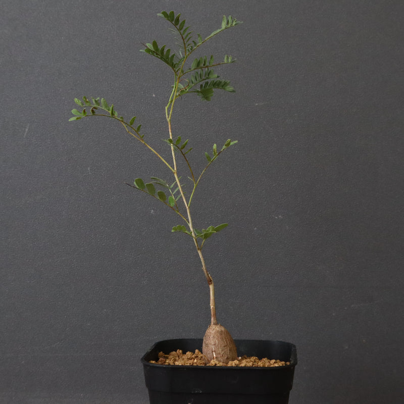 エレファントリザ・プラエテルミサ (実生) 16