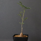 エレファントリザ・プラエテルミサ (実生) 16