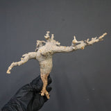 【ベアルート】C.ドレイクブロックマニー 5