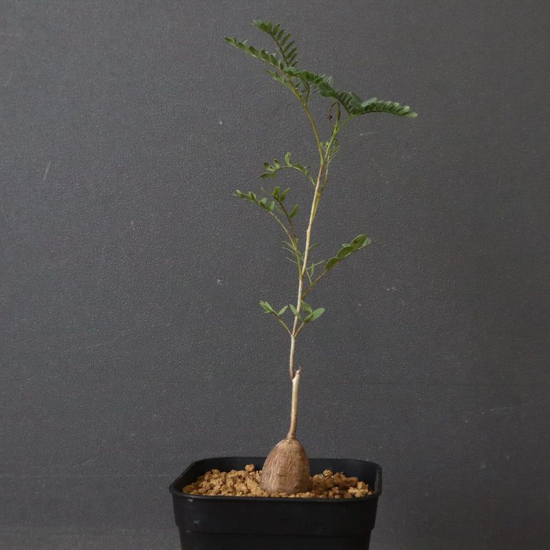 エレファントリザ・プラエテルミサ (実生) 16