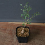 エレファントリザ・プラエテルミサ (実生) 16