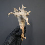 【ベアルート】C.ドレイクブロックマニー 5