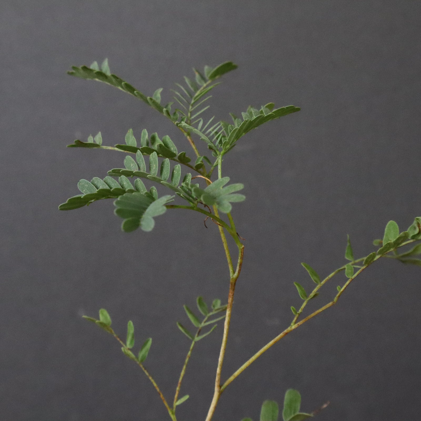 エレファントリザ・プラエテルミサ (実生) 16 – TaiShoDo ONLINE SHOP