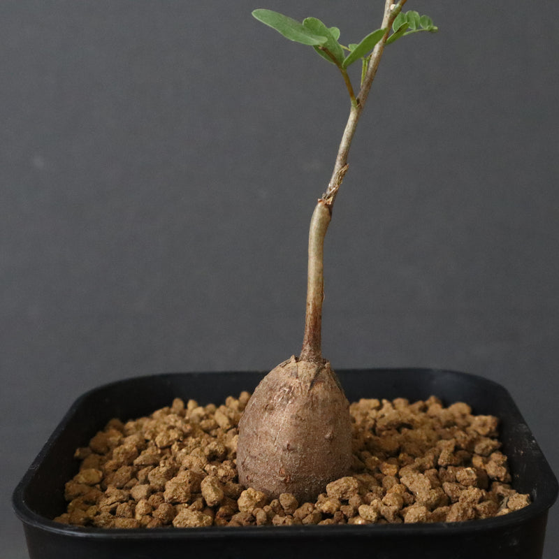 エレファントリザ・プラエテルミサ (実生) 16