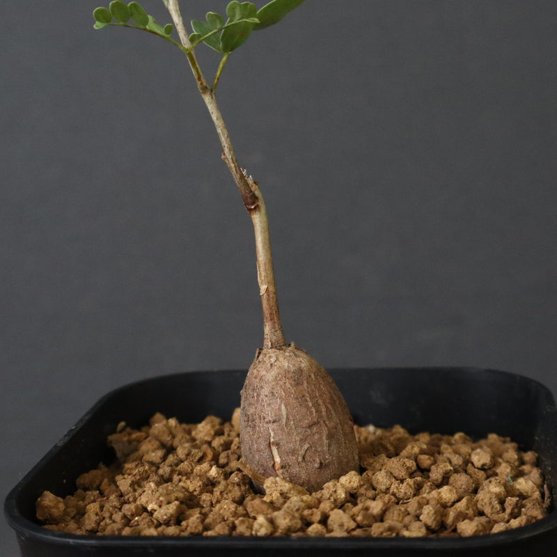 エレファントリザ・プラエテルミサ (実生) 16