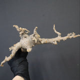 【ベアルート】C.ドレイクブロックマニー 5