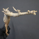 【ベアルート】C.ドレイクブロックマニー 6