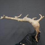 【ベアルート】C.ドレイクブロックマニー 6