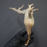 【ベアルート】C.ドレイクブロックマニー 6