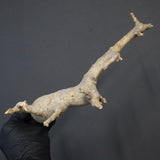 【ベアルート】C.ドレイクブロックマニー 6