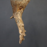 【ベアルート】C.ドレイクブロックマニー 6