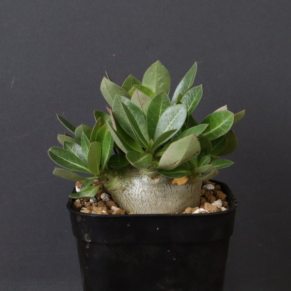 商品 – 2ページ目 – TaiShoDo ONLINE SHOP