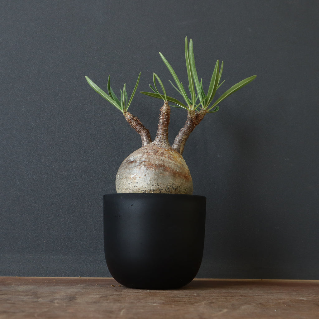 パキポディウム グラキリス 実生 5年株 鉢植え発送 5号鉢 【公式通販】