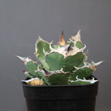 アガベ  白犀牛　15