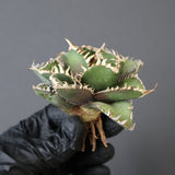 【ベアルート】アガベ金剛 EC1953