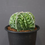 アストロフィツム 複隆鸞鳳玉　EC3286