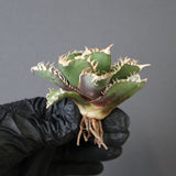 【ベアルート】アガベ金剛 EC1953