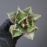 【ベアルート】アガベ金剛 EC1953