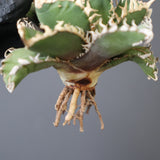 【ベアルート】アガベ金剛 EC1953