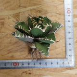 【ベアルート】アガベ金剛 EC1953