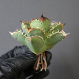 【ベアルート】アガベ疣豚 EC1956