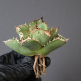 【ベアルート】アガベ疣豚 EC1956