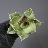 【ベアルート】アガベ疣豚 EC1956