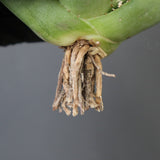 【ベアルート】アガベ疣豚 EC1956