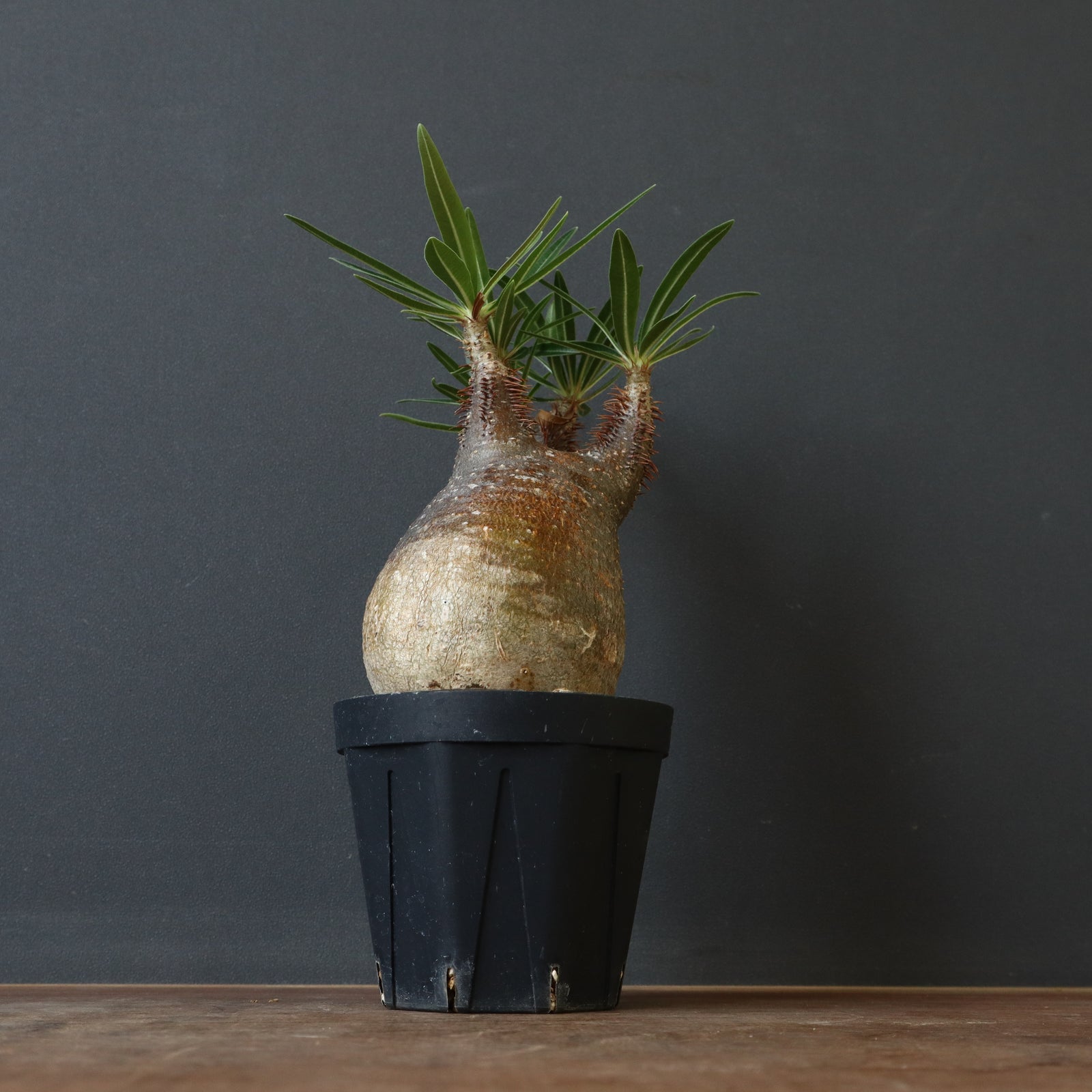 P.グラキリス D1 – TaiShoDo ONLINE SHOP