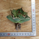 【ベアルート】アガベ疣豚 EC1956