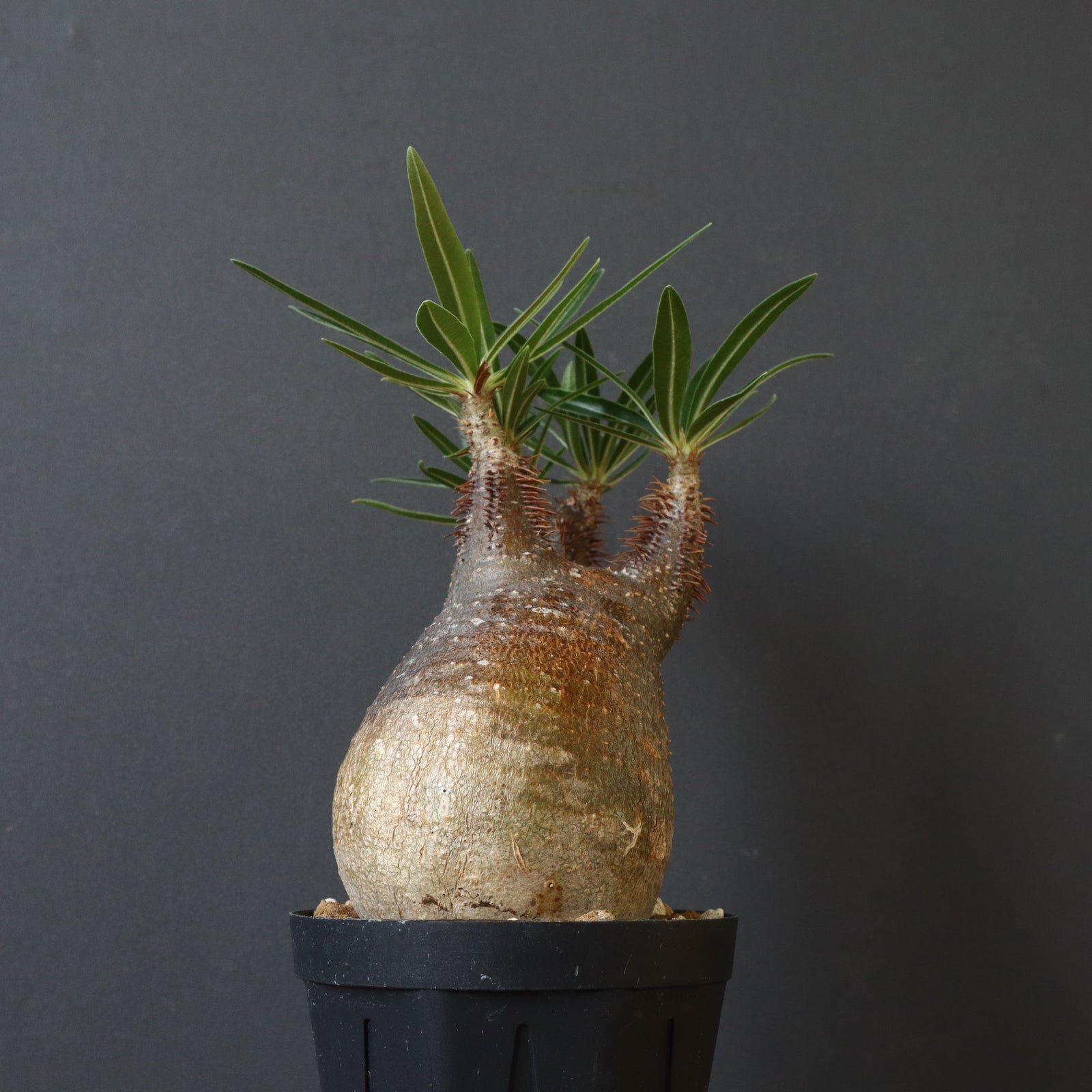 P.グラキリス D1 – TaiShoDo ONLINE SHOP