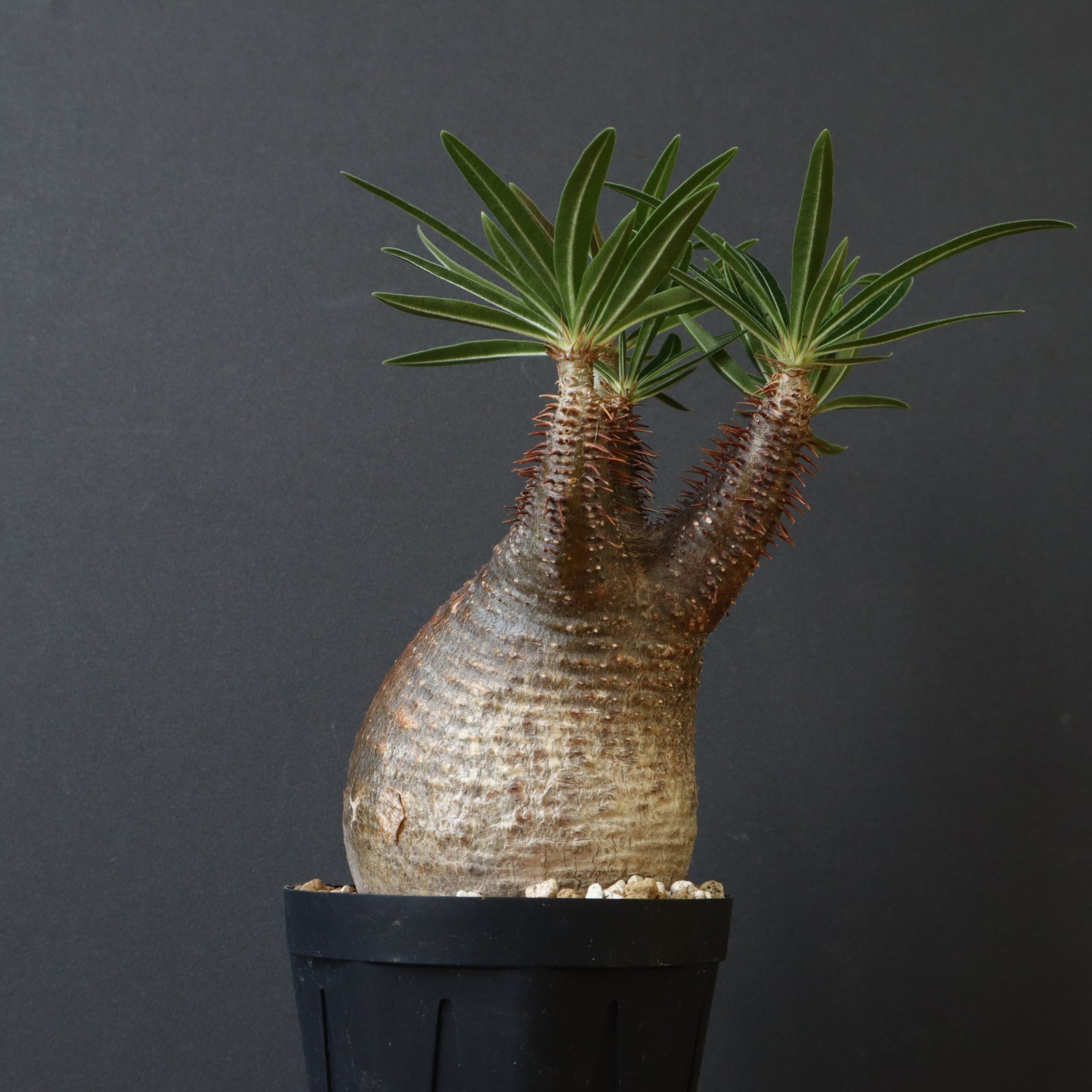 P.グラキリス D1 – TaiShoDo ONLINE SHOP