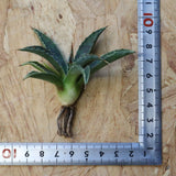 【DRAGON AGAVE】アガベ 血妖×妖炎 EC1288