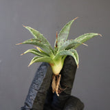 【DRAGON AGAVE】アガベ 血妖×妖炎 EC1288