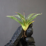 【DRAGON AGAVE】アガベ 血妖×妖炎 EC1288