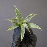 【DRAGON AGAVE】アガベ 血妖×妖炎 EC1288