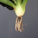 【DRAGON AGAVE】アガベ 血妖×妖炎 EC1288