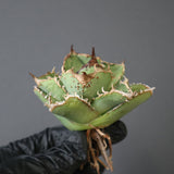 【ベアルート】アガベ疣豚 EC1958