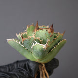 【ベアルート】アガベ疣豚 EC1958