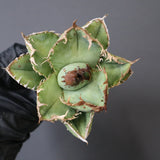 【ベアルート】アガベ疣豚 EC1958